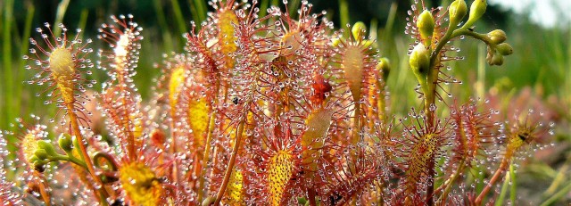 natuur (klein bylaer) (2).jpg