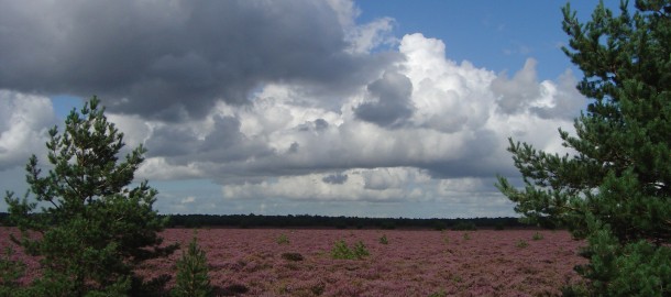 Stroeërheide (1)