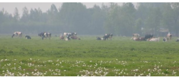 Natuurbeheer, een belangrijk item in de landbouw en veeteelt