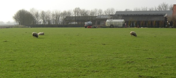 Weiland in Kootwijkerbroek