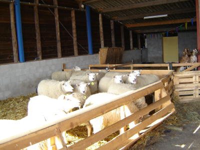 Schapen en geiten op Klein Essen