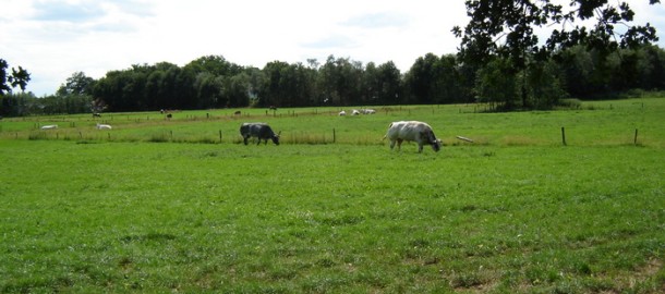 Weiland1